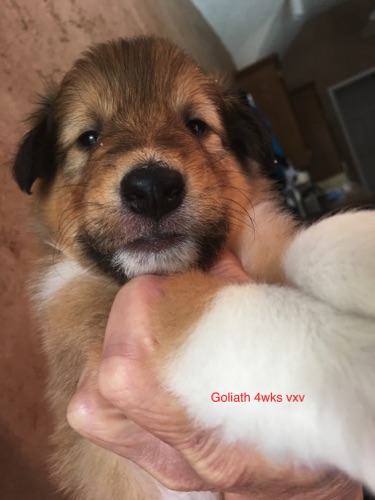 Goliath 4wk 